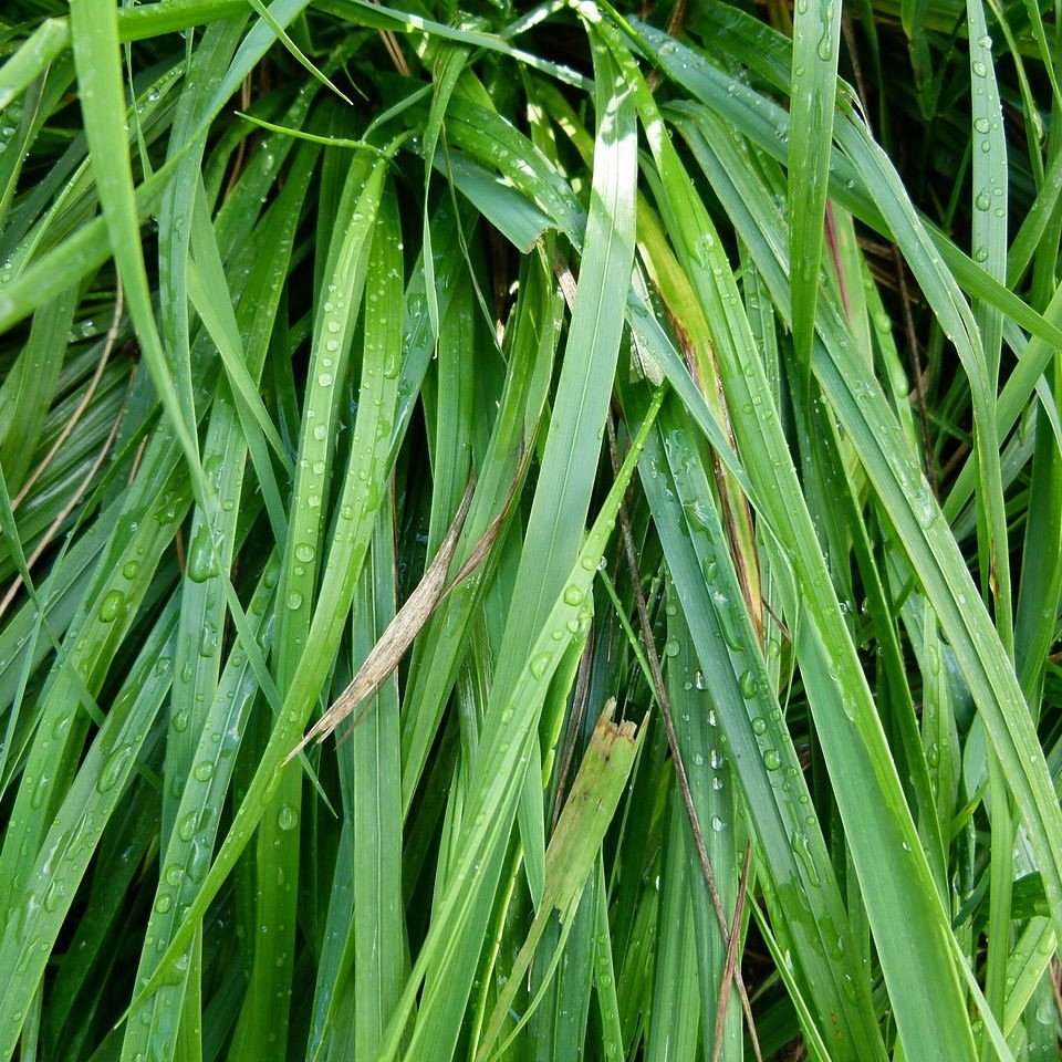 Hierochloe odorata (Turówka wonna, trawa żubrówka)