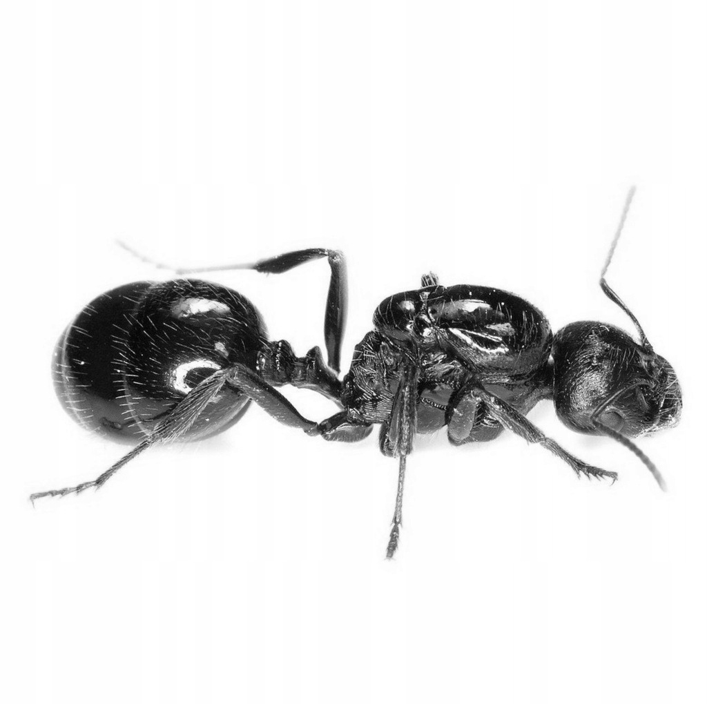 Mrówki Messor aciculatus Q + 1-5 robotnic