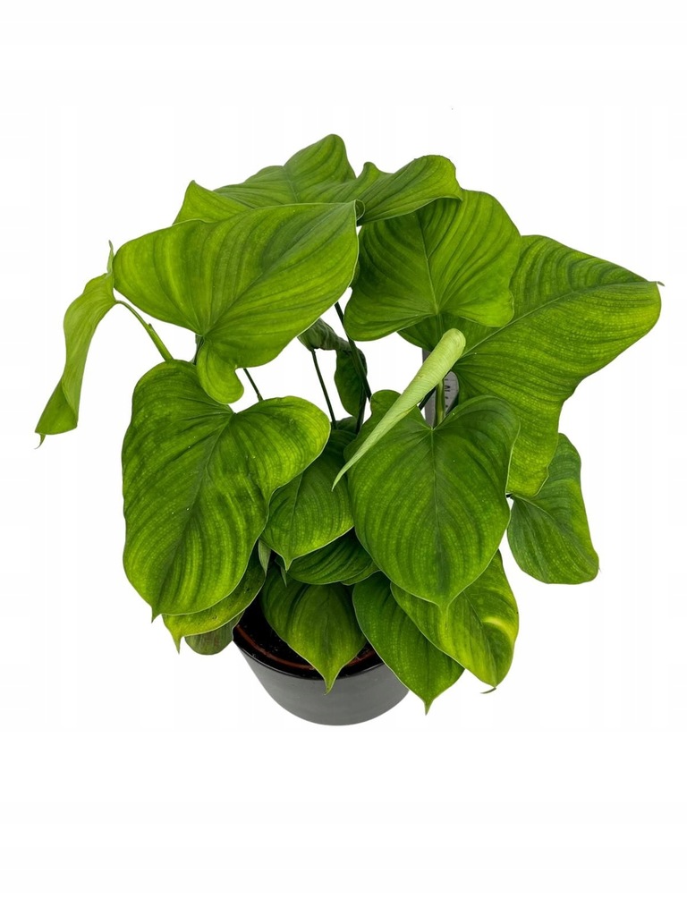 Filodendron Philodendron fibraecataphyllum PERU L