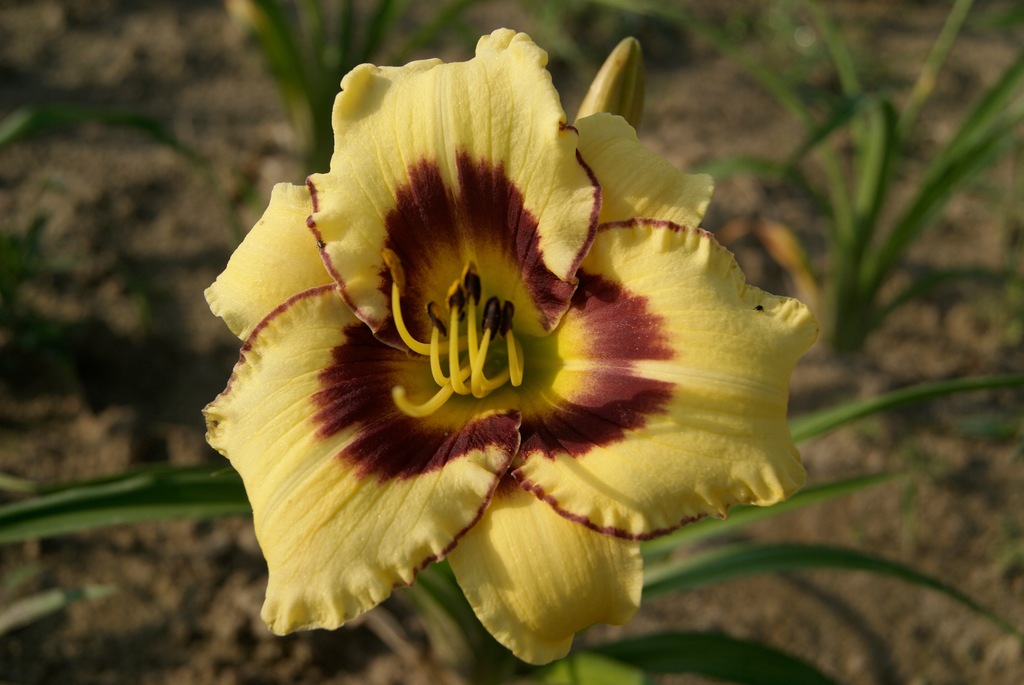 Liliowiec Hemerocallis 'El Desperado'