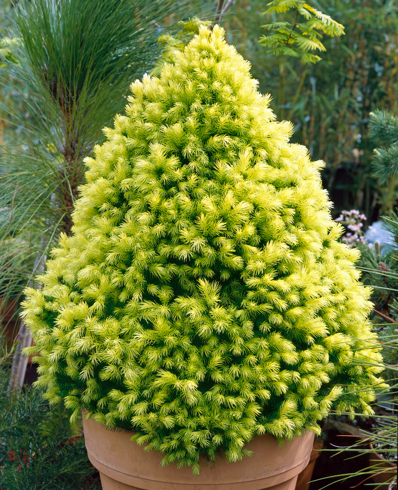 Ель канадская daisy's white. Ель канадская дейзи уайт высота взрослого дерева. Дейзи вайт описание. Ель канадская daisy's white. Ель канадская "daisy's white" (дейзи уайт).