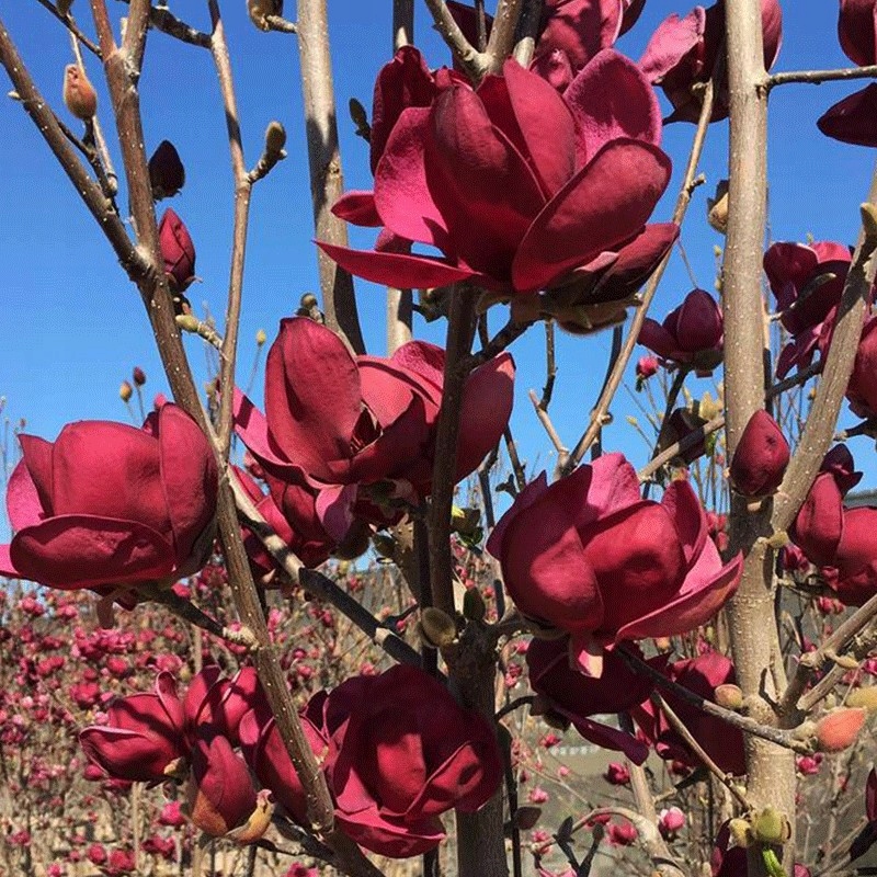 Magnolia Genie INTENSYWNA BORDOWA! JAK TULIPAN!!