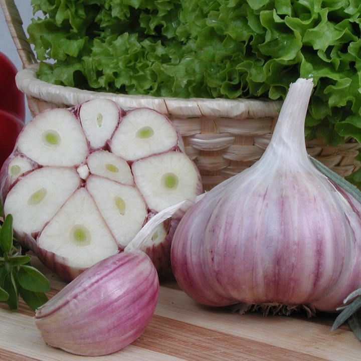 CZOSNEK ZIMOWY HARNAŚ OZIMY 10 szt. 4cm