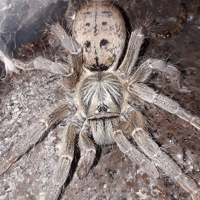 Pterinochilus lugardii DOROSŁA SAMICA