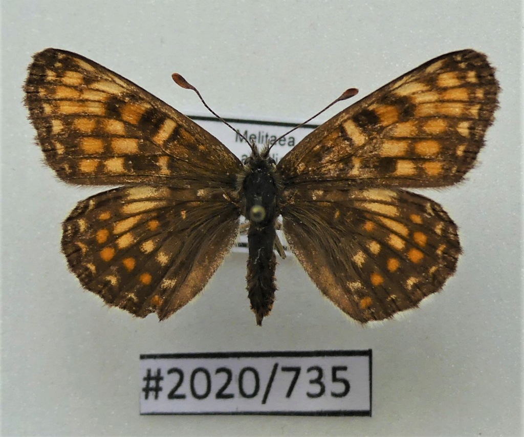 Motyl Melitaea athalia samica 37mm