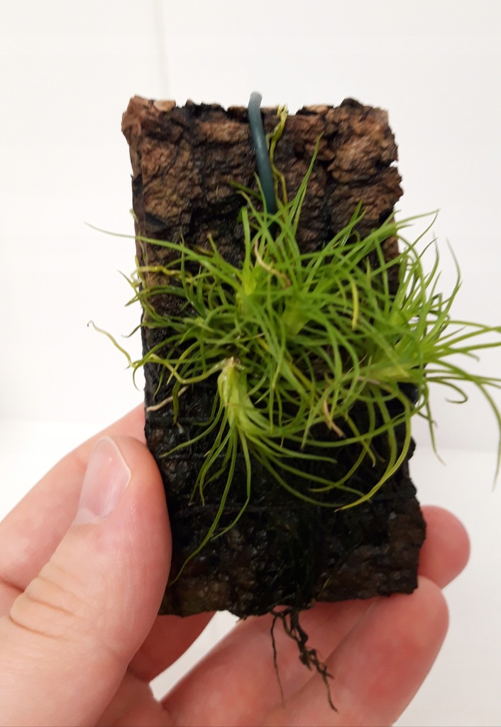 Storczyk PHYMATIDIUM TILLANDSIOIDES rarytas!
