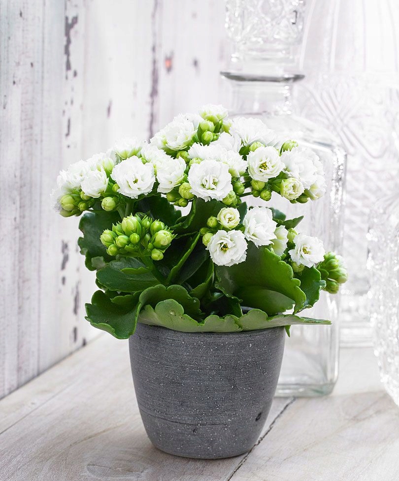 Kalanchoe С†РІРµС‚РѕРє ikea