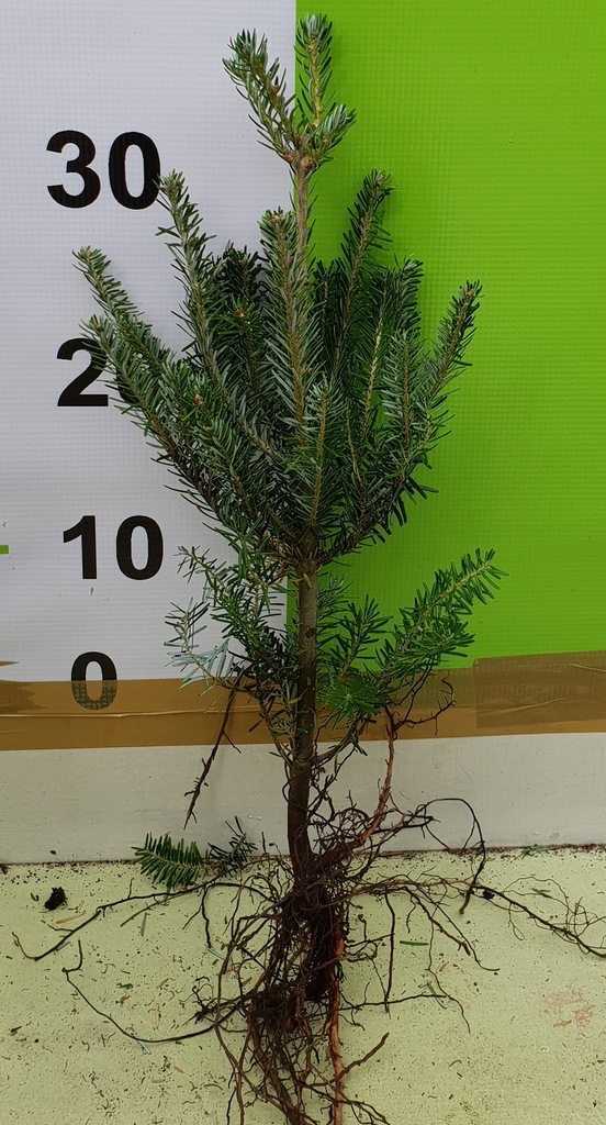 пихта корейская селект. пихта корейская (abies koreana) blauer pfiff. пихта корейская молл. пихта корейская леруа. пихта корейская compacta.