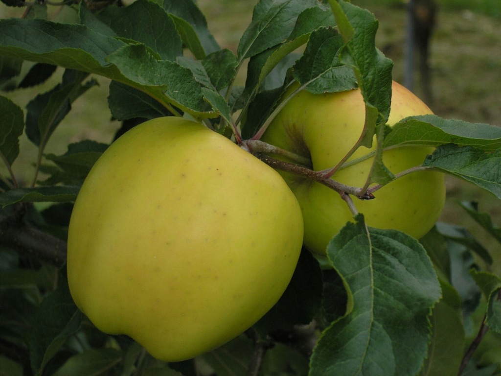 Jabłoń karłowata Golden Delicious- gat. I