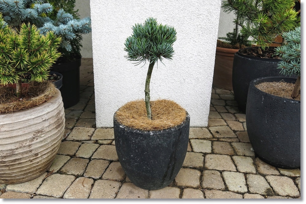 Pinus parviflora Regenhold - KARZEŁEK !!!