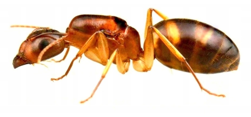 Mrówki Camponotus maculatus subnudus Q + 5-10