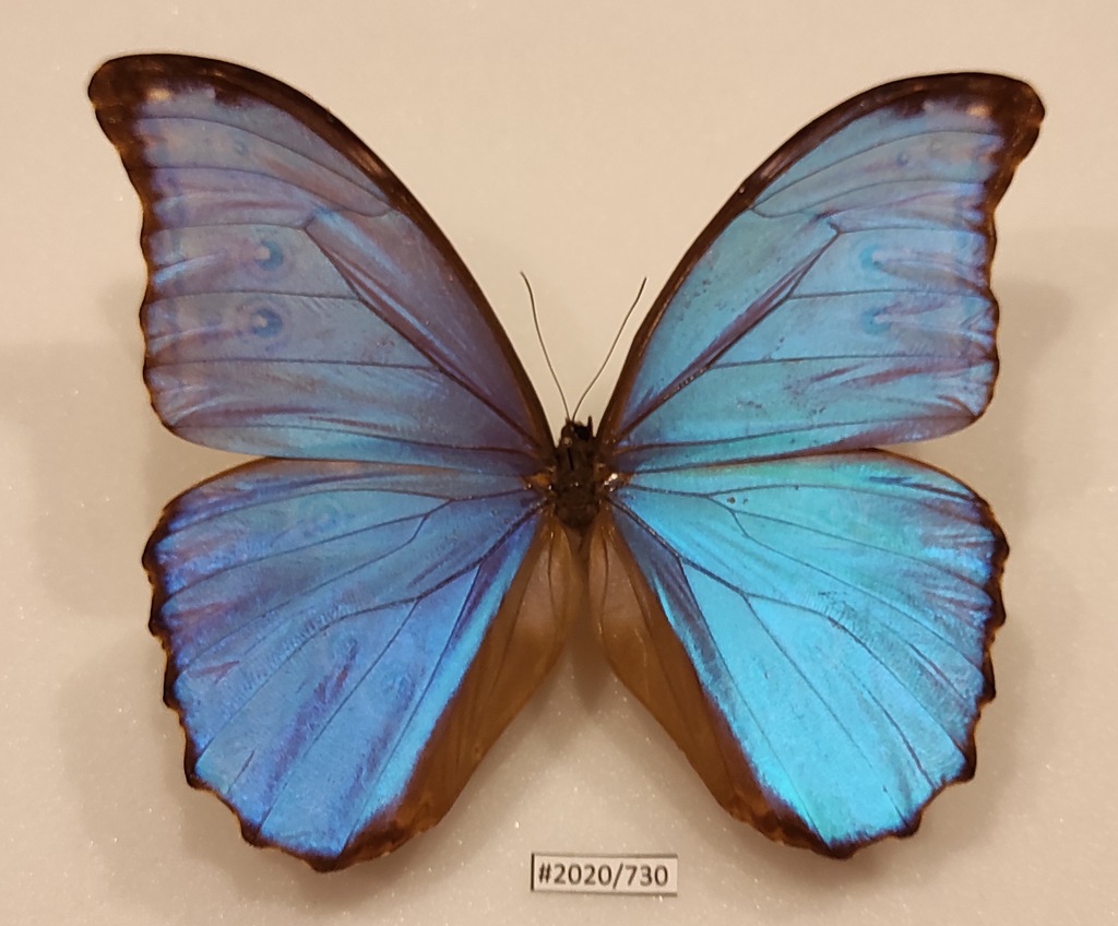 Motyl Morpho didius samiec 126mm ŁADNA JAKOŚĆ !!