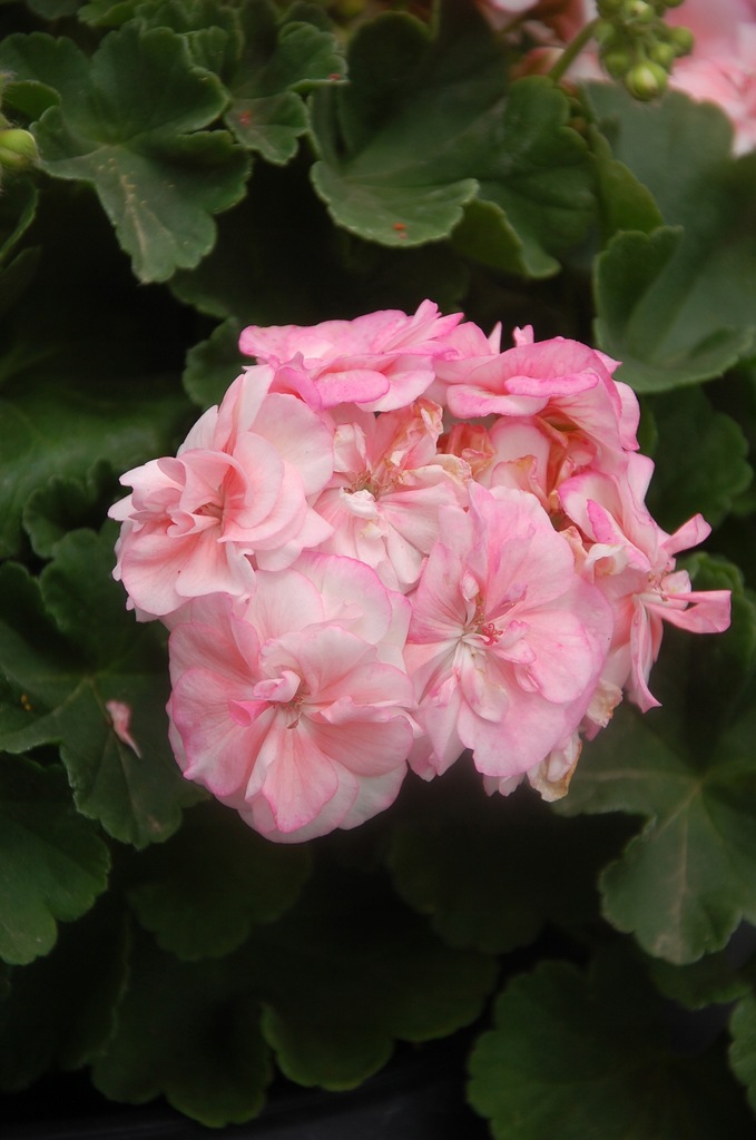 Pelargonia zonale Salmon Queen Pełna jak Róża 7875966958 oficjalne