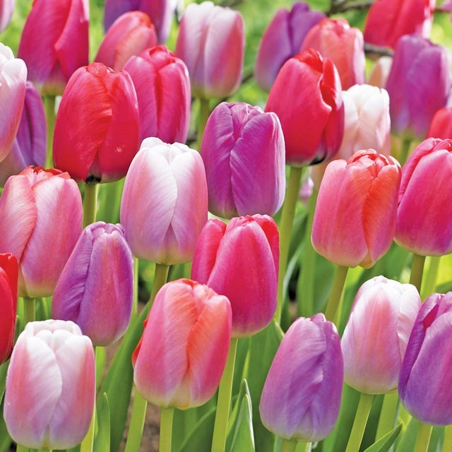 Tulipany Darwina Kolekcja Pride 50 szt. Mix