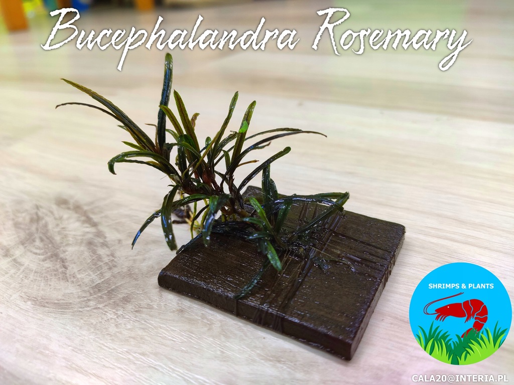 Bucephalandra Rosemary Unikat !