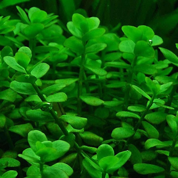 Bacopa monnieri InVitro kubek 5cm