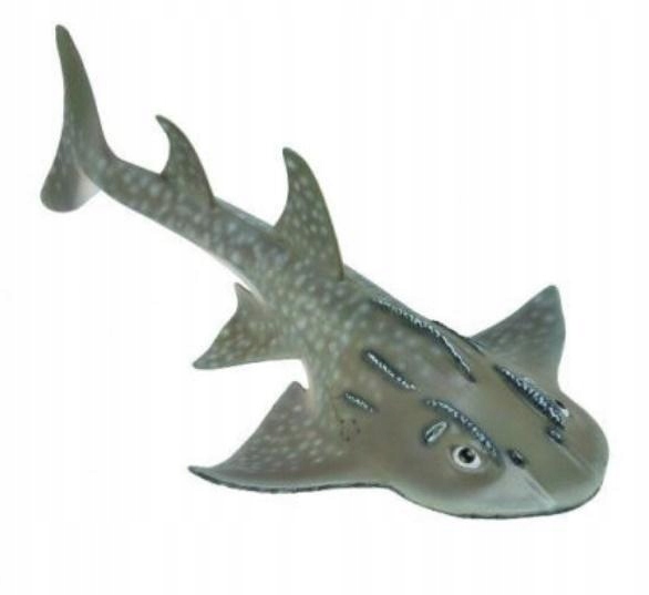 REKIN BOWMOUTH GUITARFISH, COLLECTA