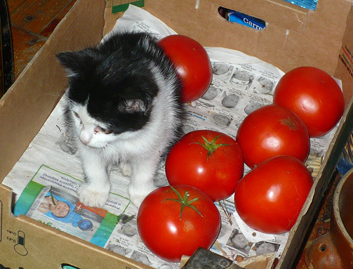 Przepis na kota w pomidorach !