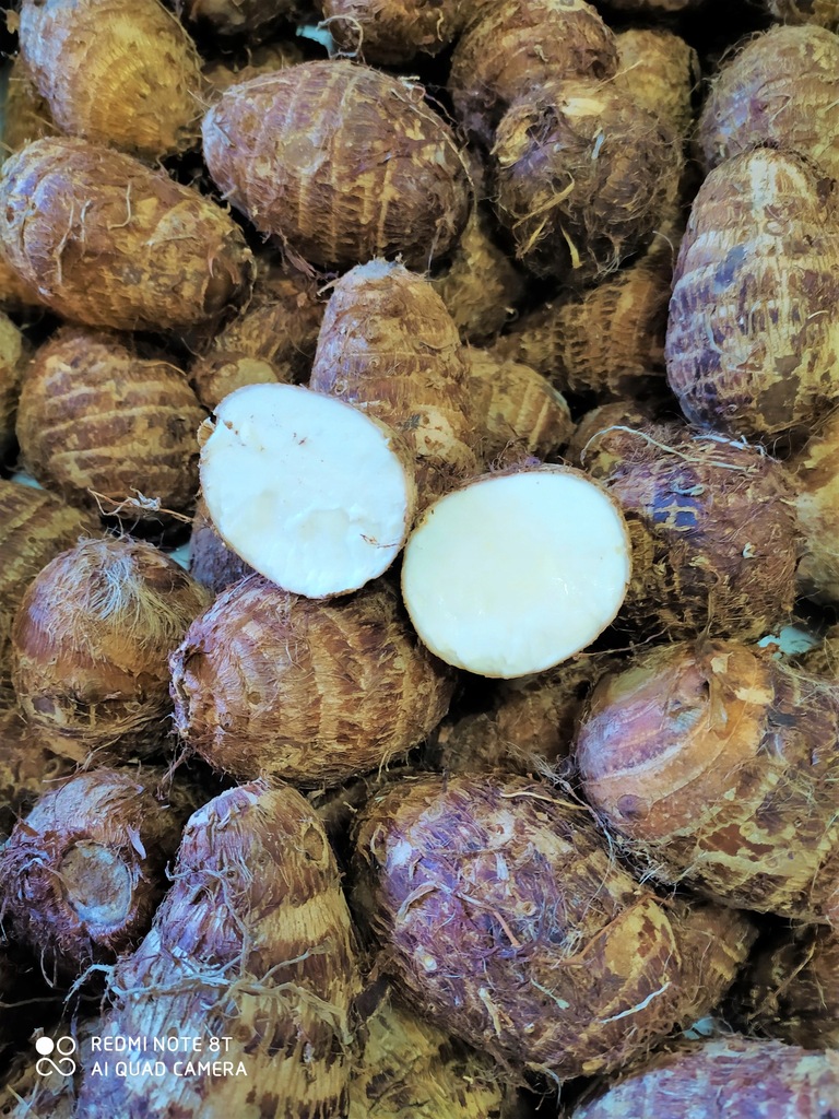 Eddo (kolokazja jadalna, włochaty ziemniak )-0,5kg
