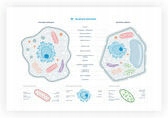 Plakat schemat budowy komórki zwierzęcej i roślin.