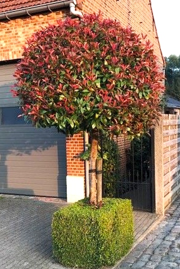 Głogownik RED ROBIN forma pienna