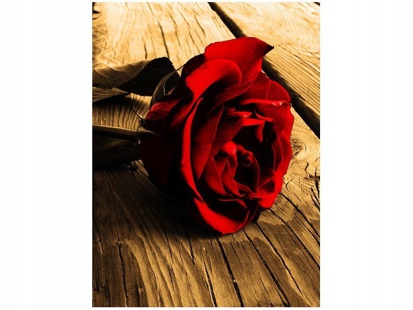 40x30cm Róża w sepii obraz druk podobrazie drewno