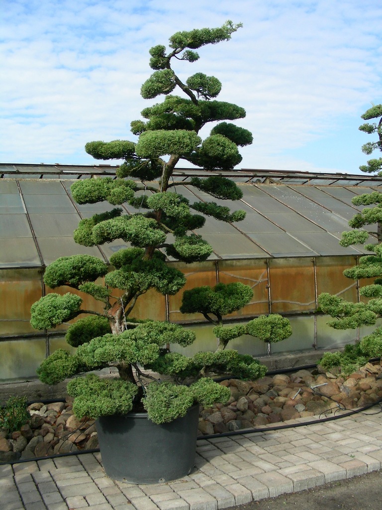 Bonsai ogrodowe Jałowiec Ogrody japońskie