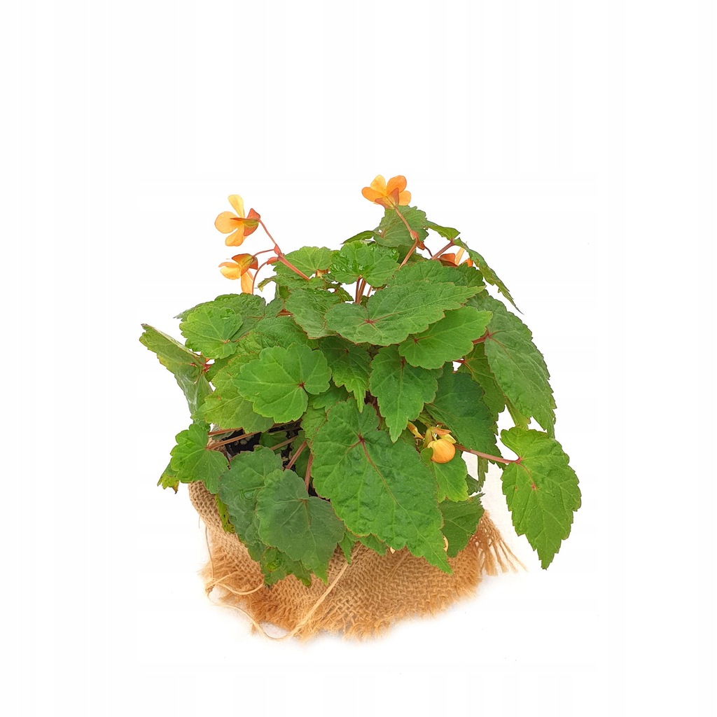 Begonia sutherlandii