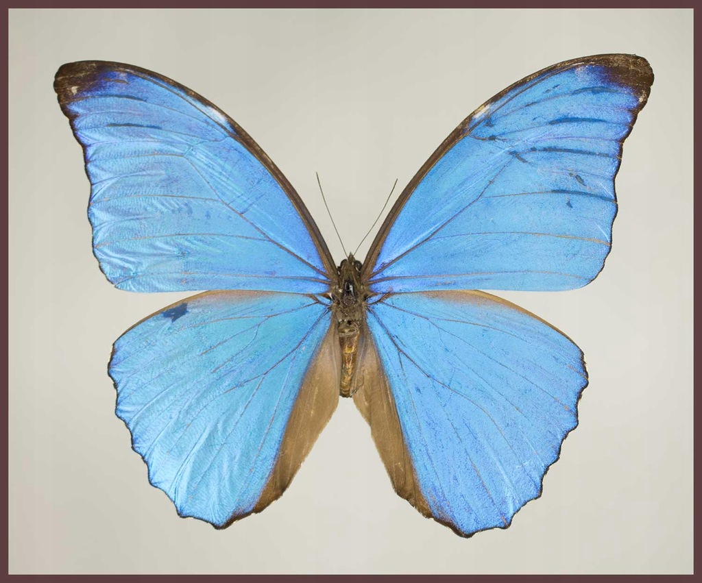 Motyl w gablotce Morpho amathonte