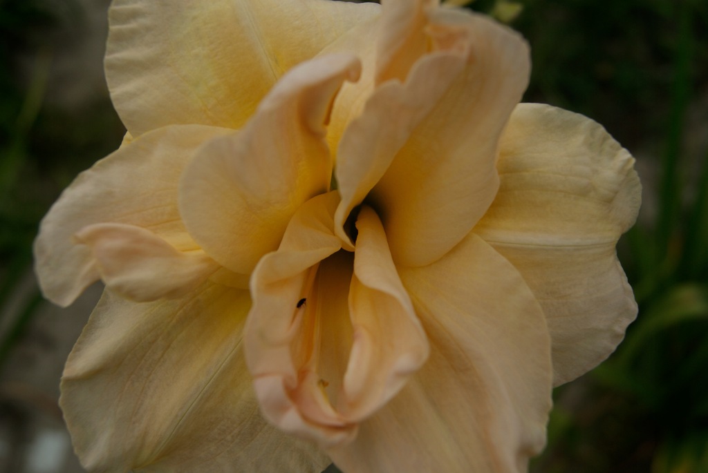 Liliowiec Hemerocallis 'Jean Swann'