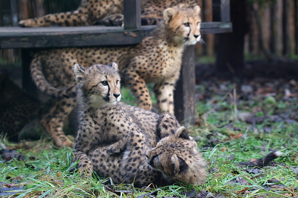 Nadaj imiona gepardom z gdańskiego ZOO