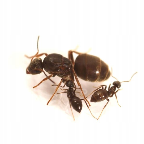 Mrówki - Lasius Niger Q + 5-10robo + Gratis