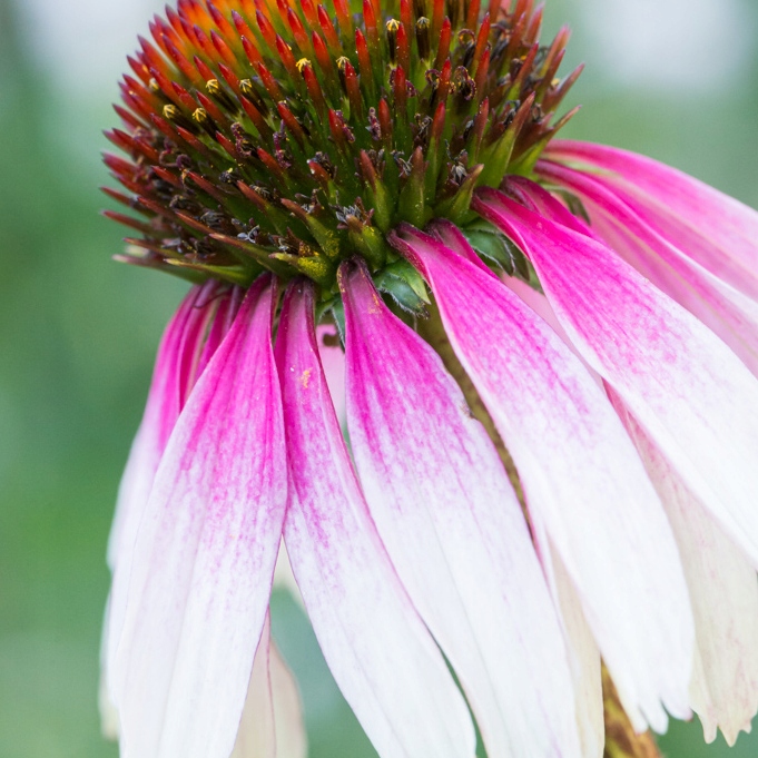 Jeżówka Sombrero Special White Purple (Echinacea)