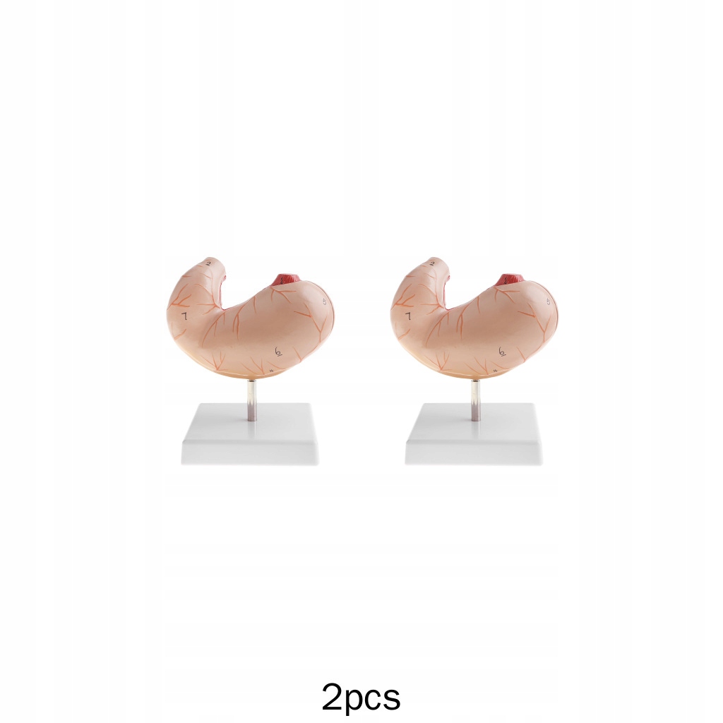 2x 1 model ludzkiego żołądka Ludzkiego 1: