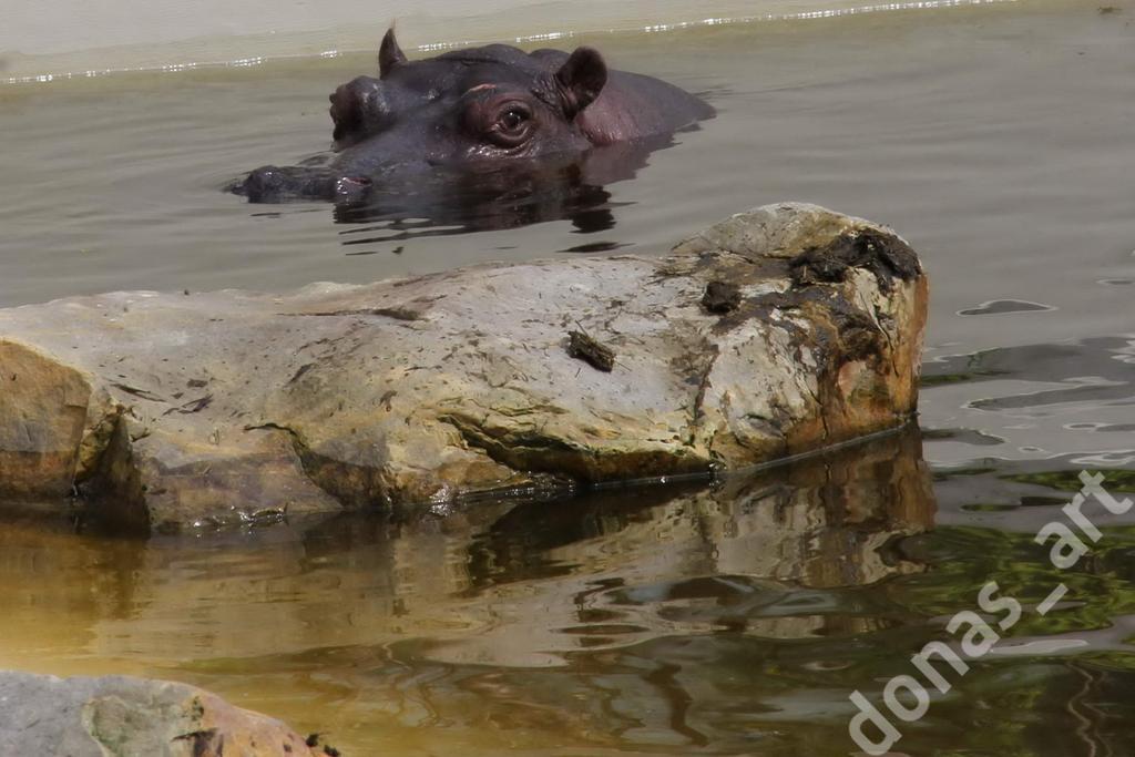 FOTO HIPOPOTAMY FOTOGRAFIA ZOO za symboliczny 1zł