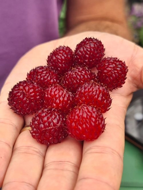 Malinowe drzewko Raspberry Tower - Sadzonki Premium