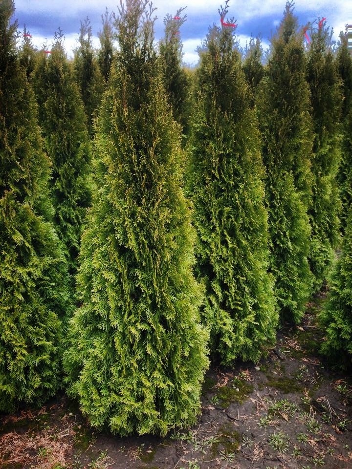 Thuja tuja Brabant żywopłot 160-180 cm - 7976321302 - oficjalne