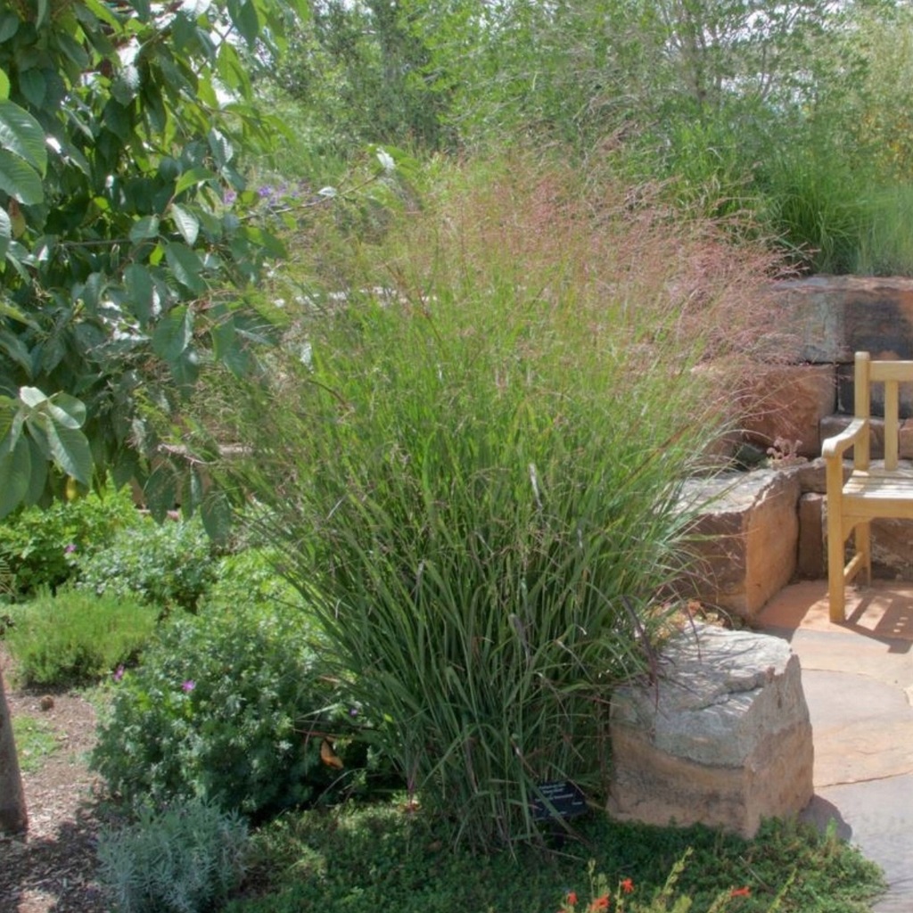 PROSO RÓZGOWATE SHENANDOAH CZERWONE LIŚCIE Trawy ozdobne Sadzonki 2L