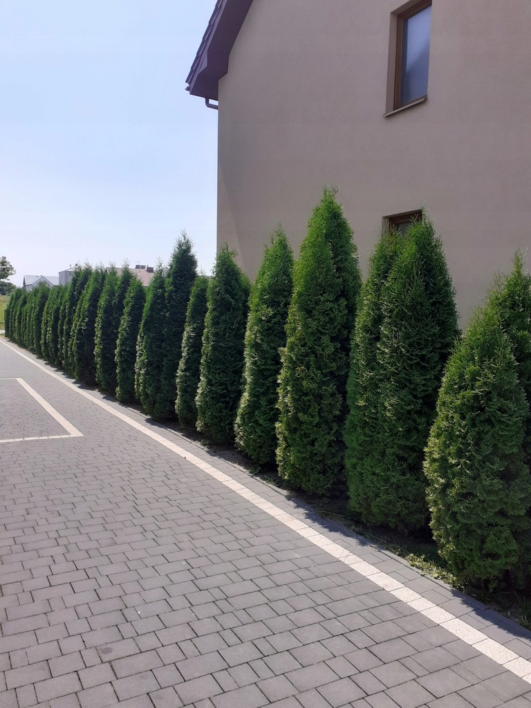Tuja szmaragd. Sadzonka w doniczce p9