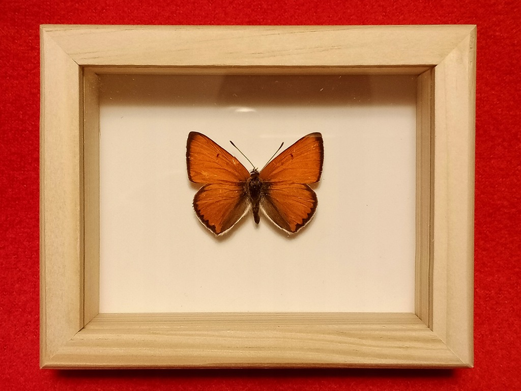 Motyl w ramce 10 x 8 cm. Lycaena virgaurea - 35 mm