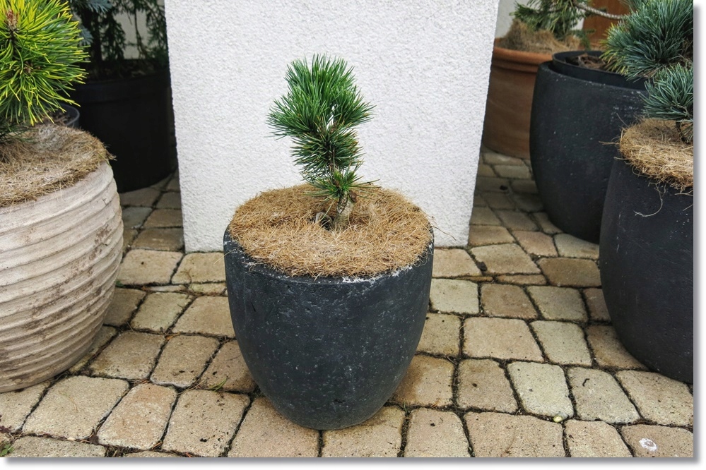 Pinus aristata Tlatla -Unikat !!!