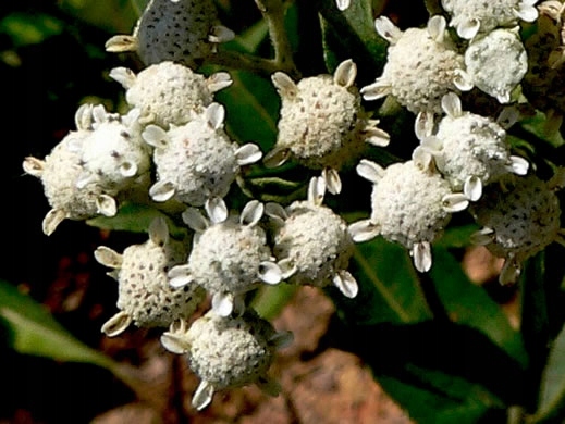 Parthenium integrifolium /dzika chinina/