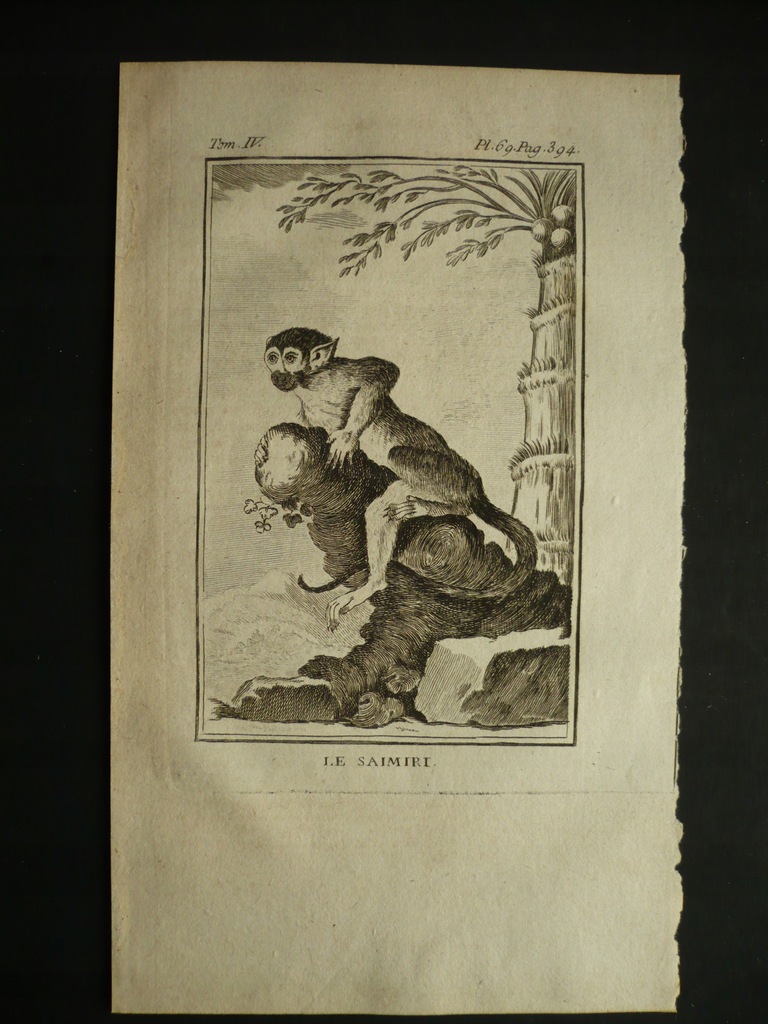 małpka sajmiri, oryg. 1772