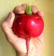 RZODKIEWKA GIGANT - 3-4 CM ŚREDNICY KORZENIA
