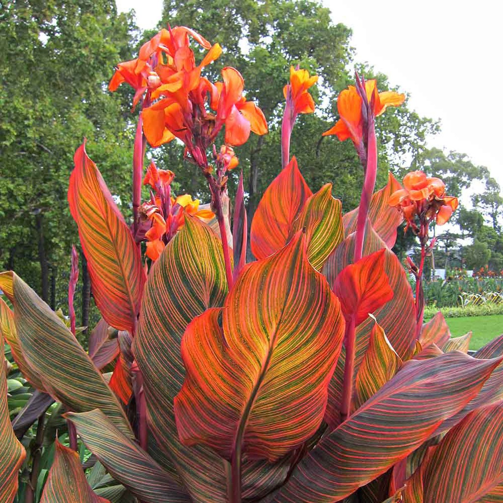 Купить КАННА КАННА ТРОПИКАНА HUGE LEAVES 1 шт + в подарок: отзывы, фото, характеристики в интерне-магазине Aredi.ru