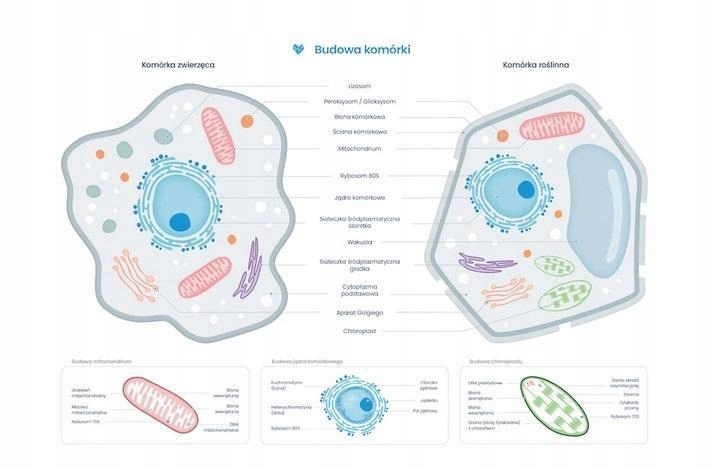 PLAKAT SCHEMAT BUDOWY KOMÓRKI ZWIERZĘCEJ I ROŚLIN.