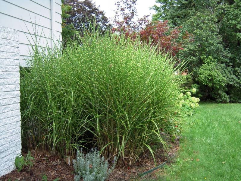 _____Miskant chiński MISCANTHUS ZEBRINUS _______