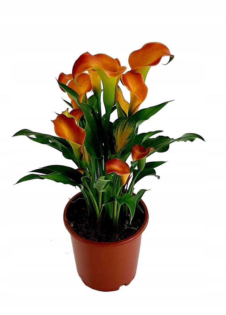 KALIA doniczkowa KALLA kalijka 40cm POMARAŃCZOWA