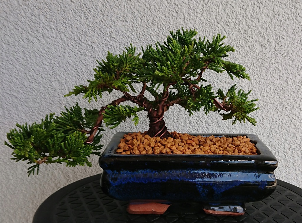 Drzewko Bonsai Jałowiec Chiński Icee Blue