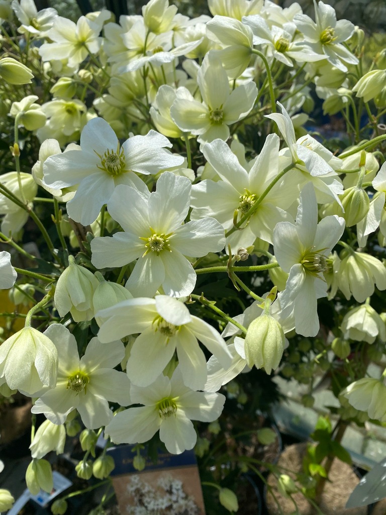 acm Clematis, Powojnik Avalanche - don. 2 L